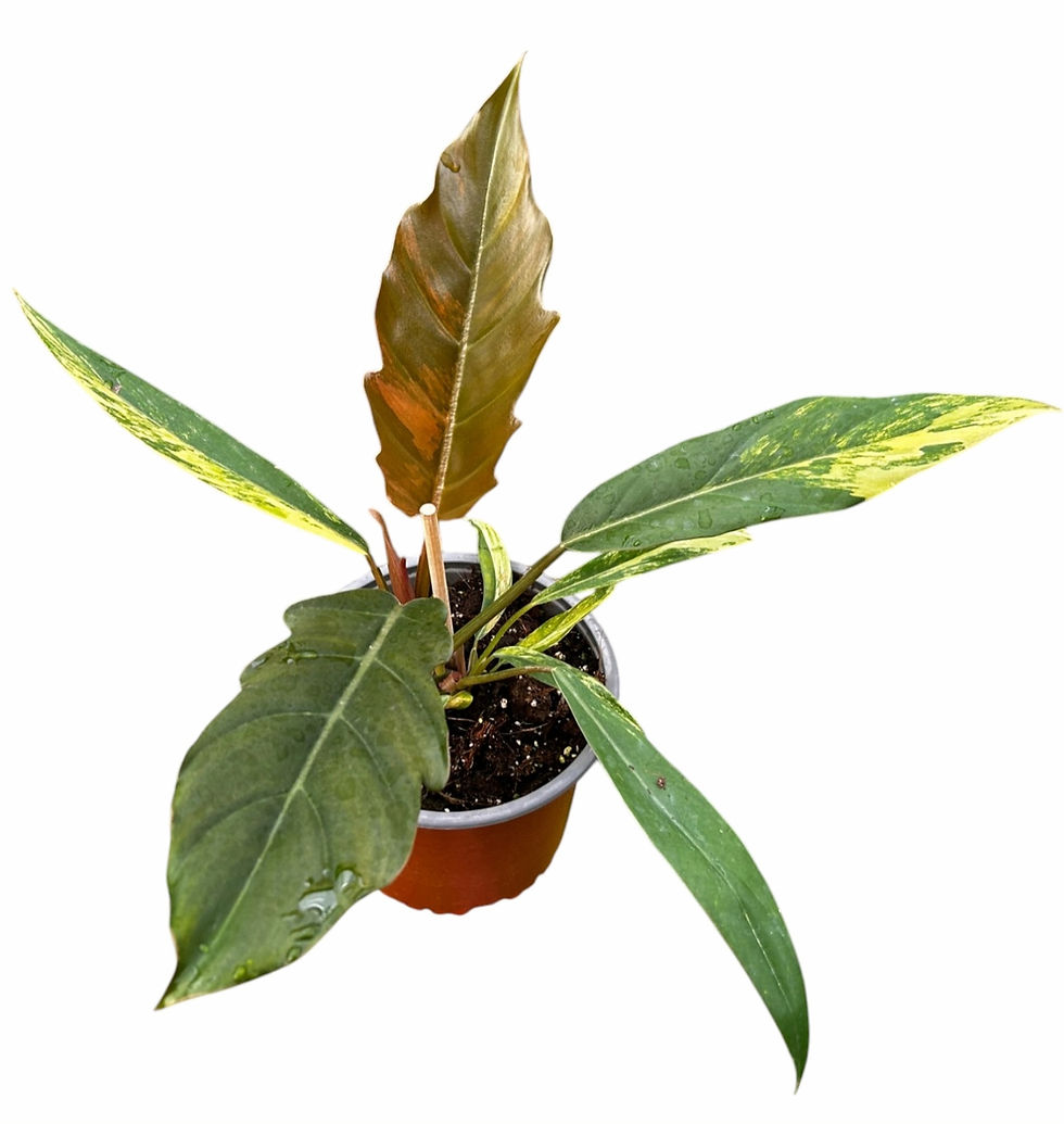 Miniatura: Filodendro Caramel Marble