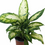 Miniatura: Dieffenbachia Maria Compacta