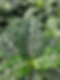 Aphelandra Verde
