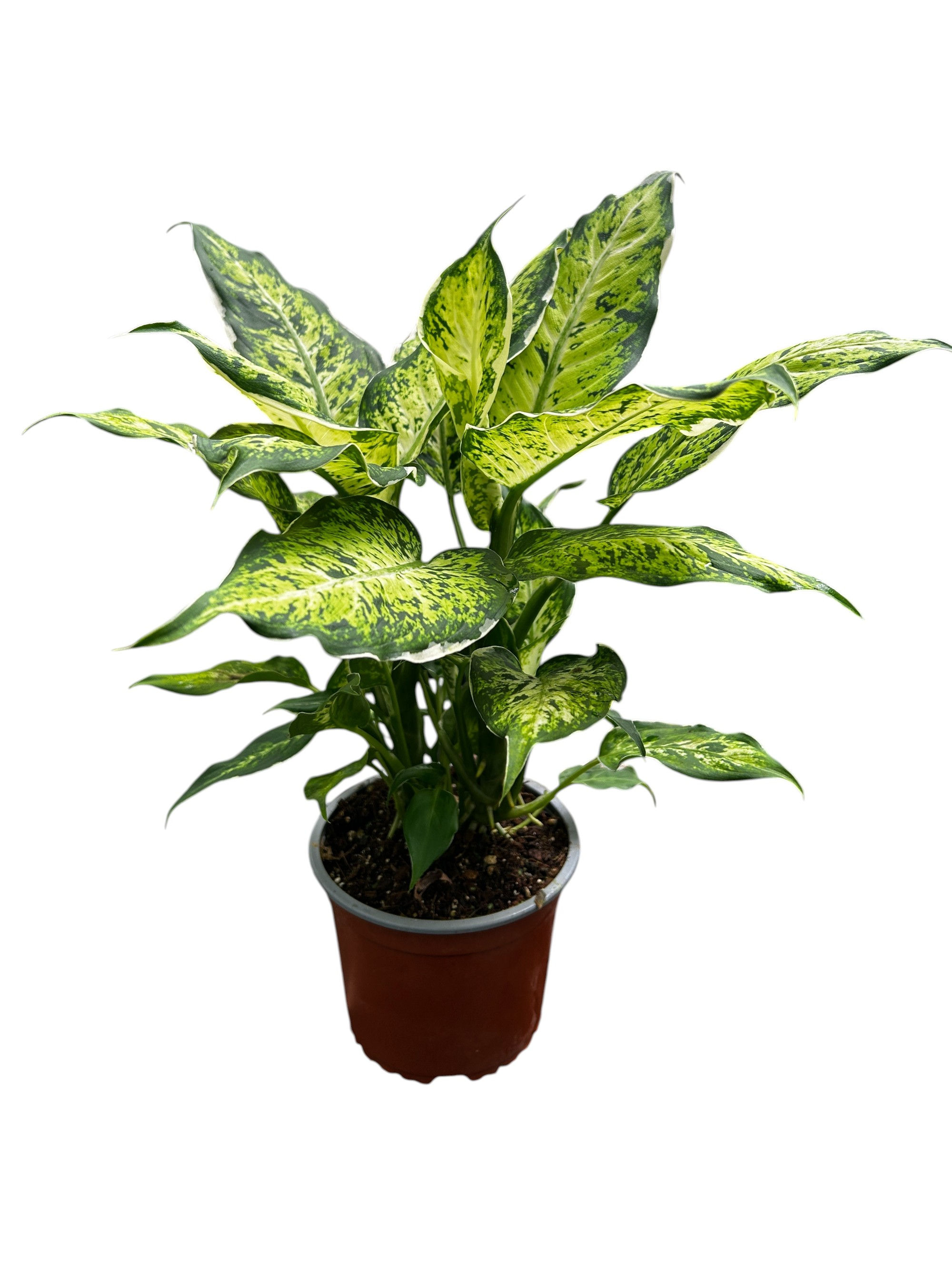 Dieffenbachia Ala de Ángel
