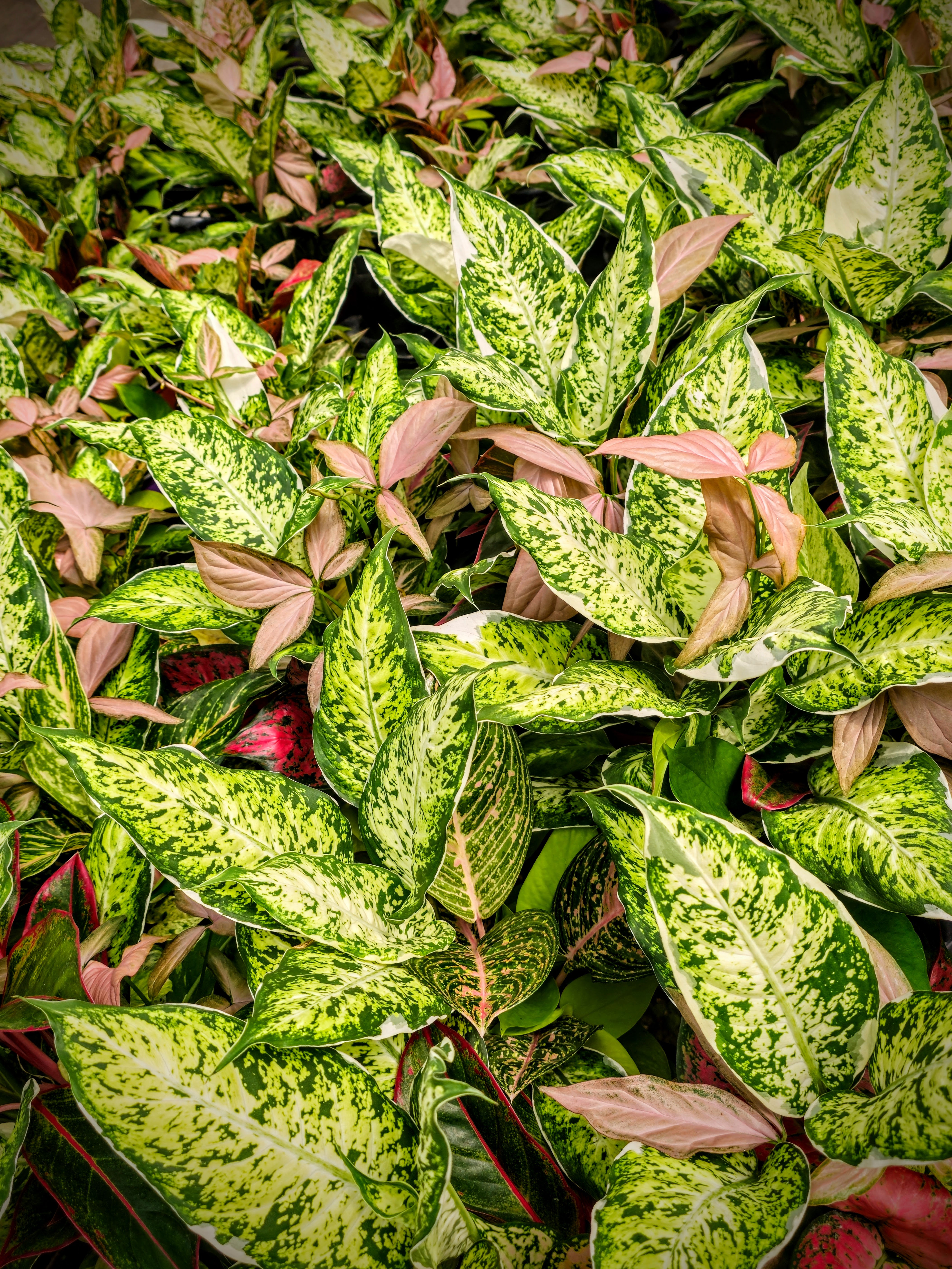 Arreglo Maceta Decorativa #14