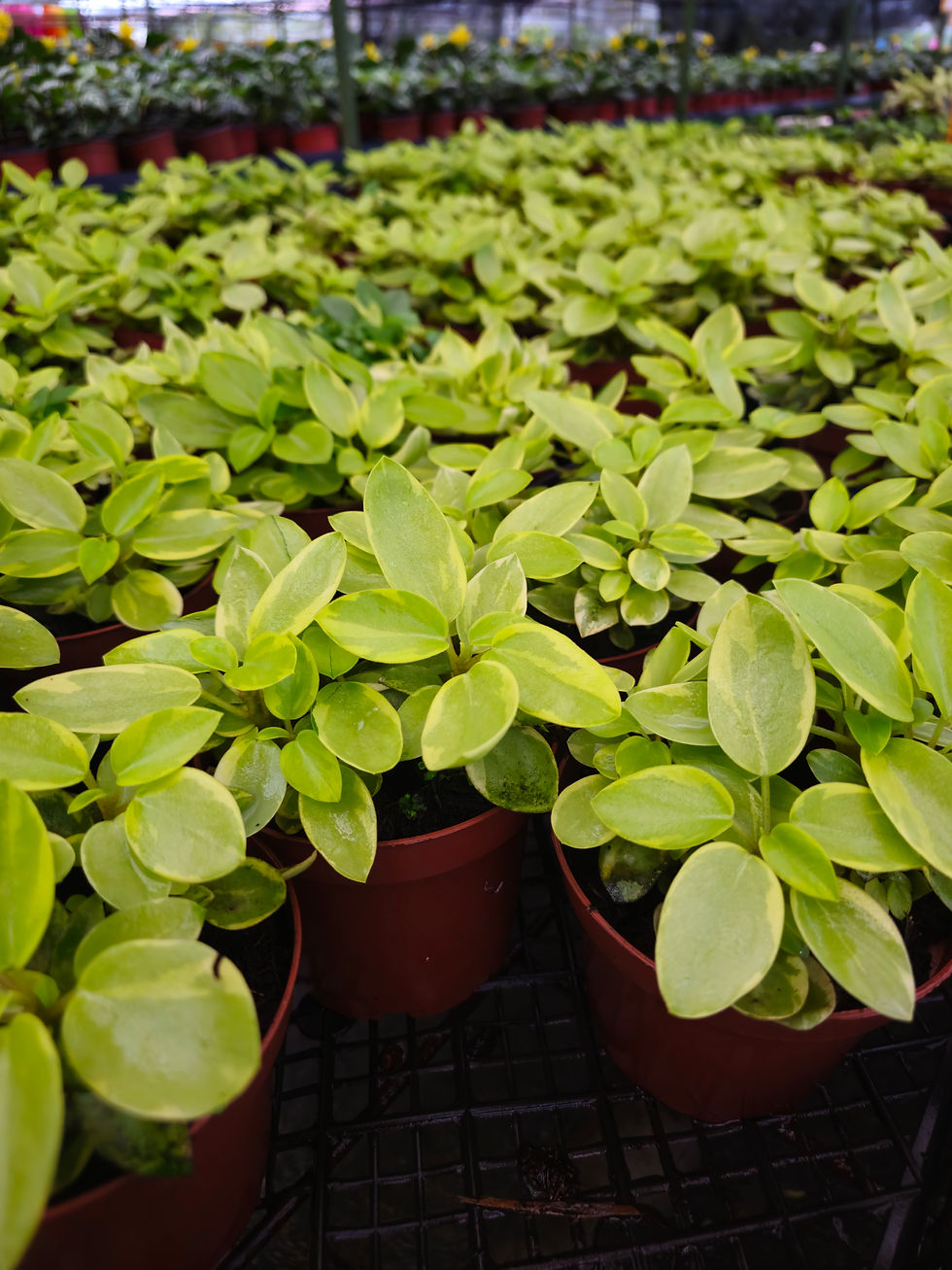 Miniatura: Peperomia Variegata Mini