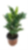 Zamioculcas Zamiifolia