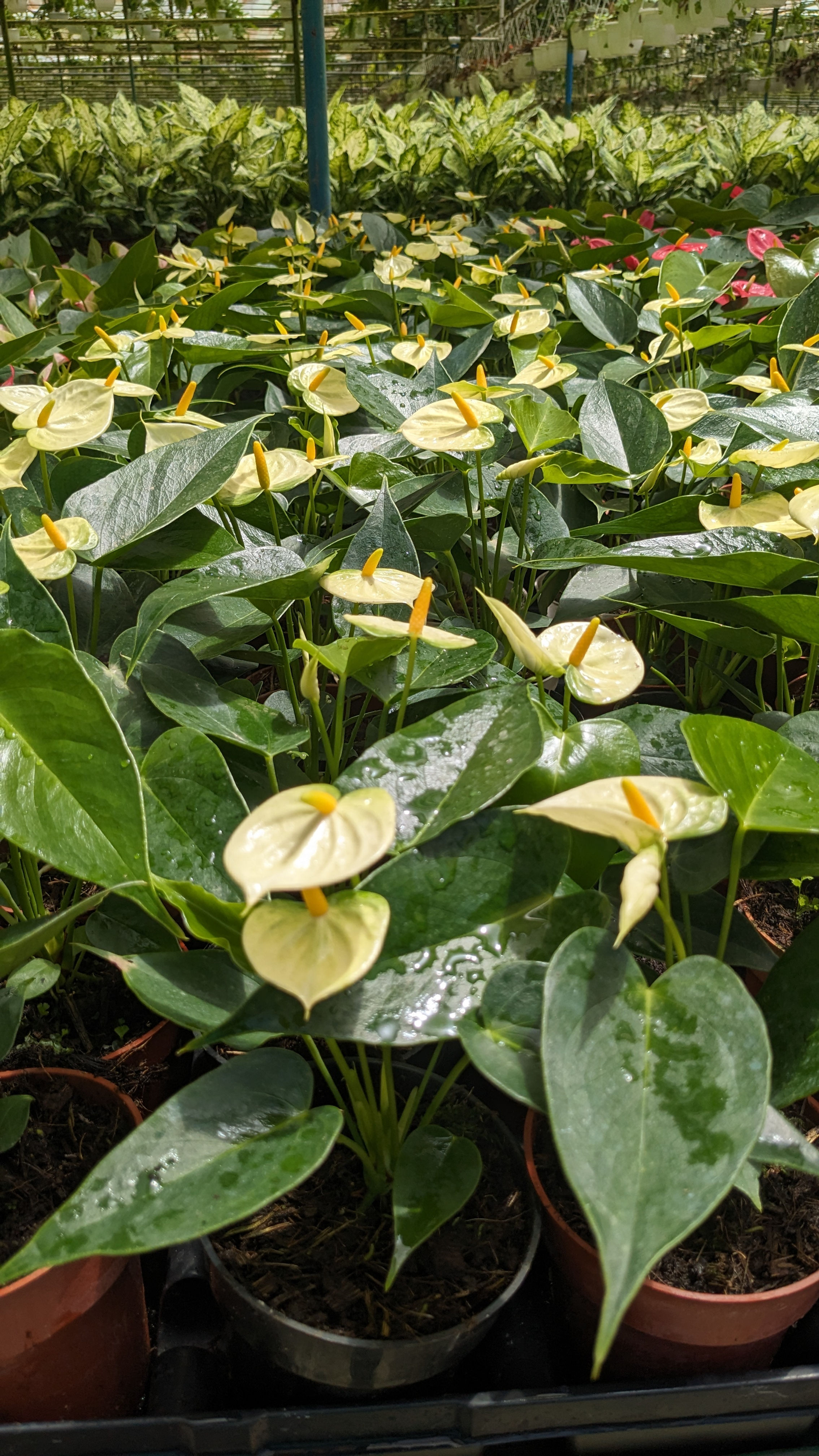 Anthuritos Hollanda Mini