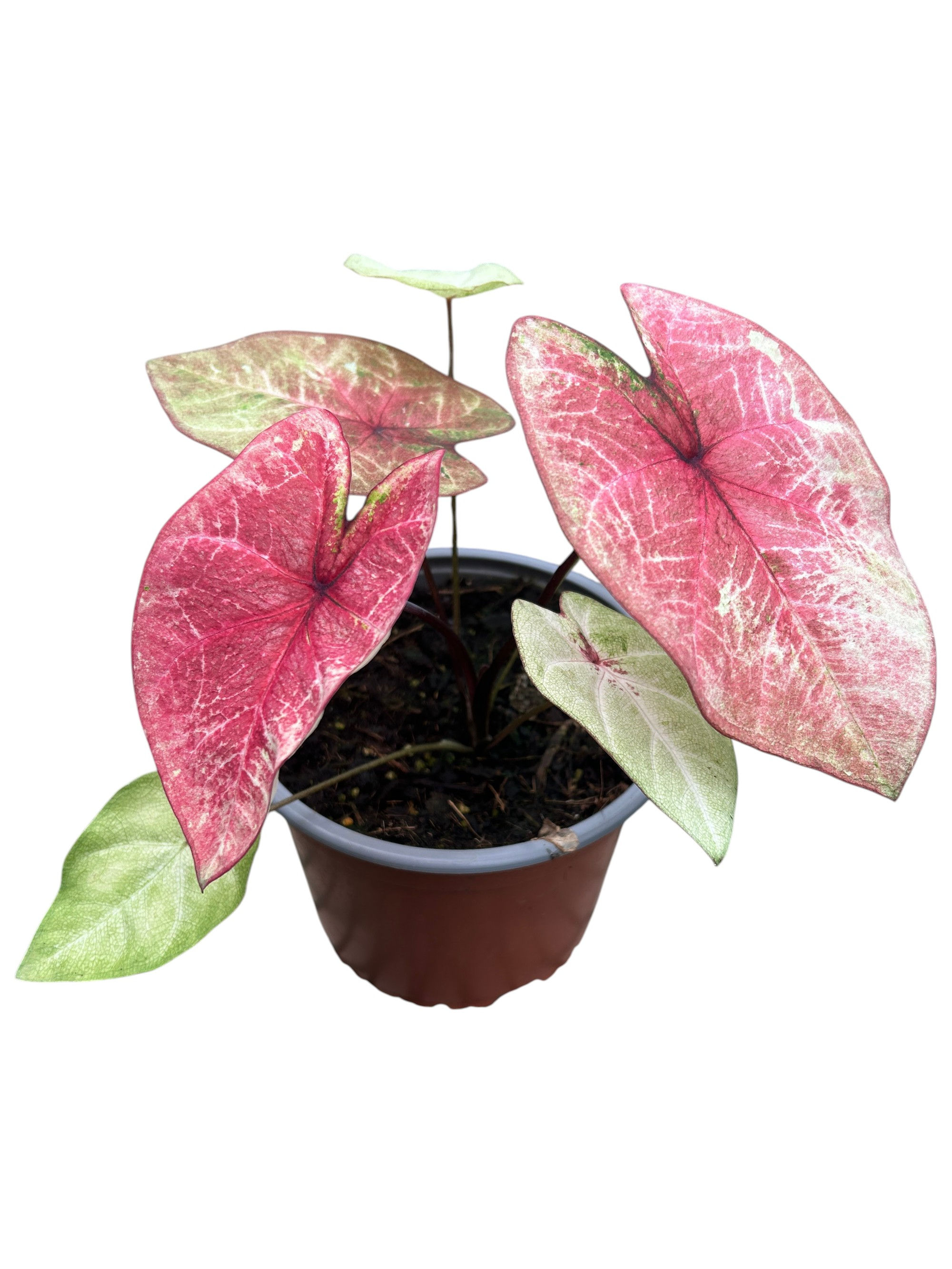Caladium Peach Juice