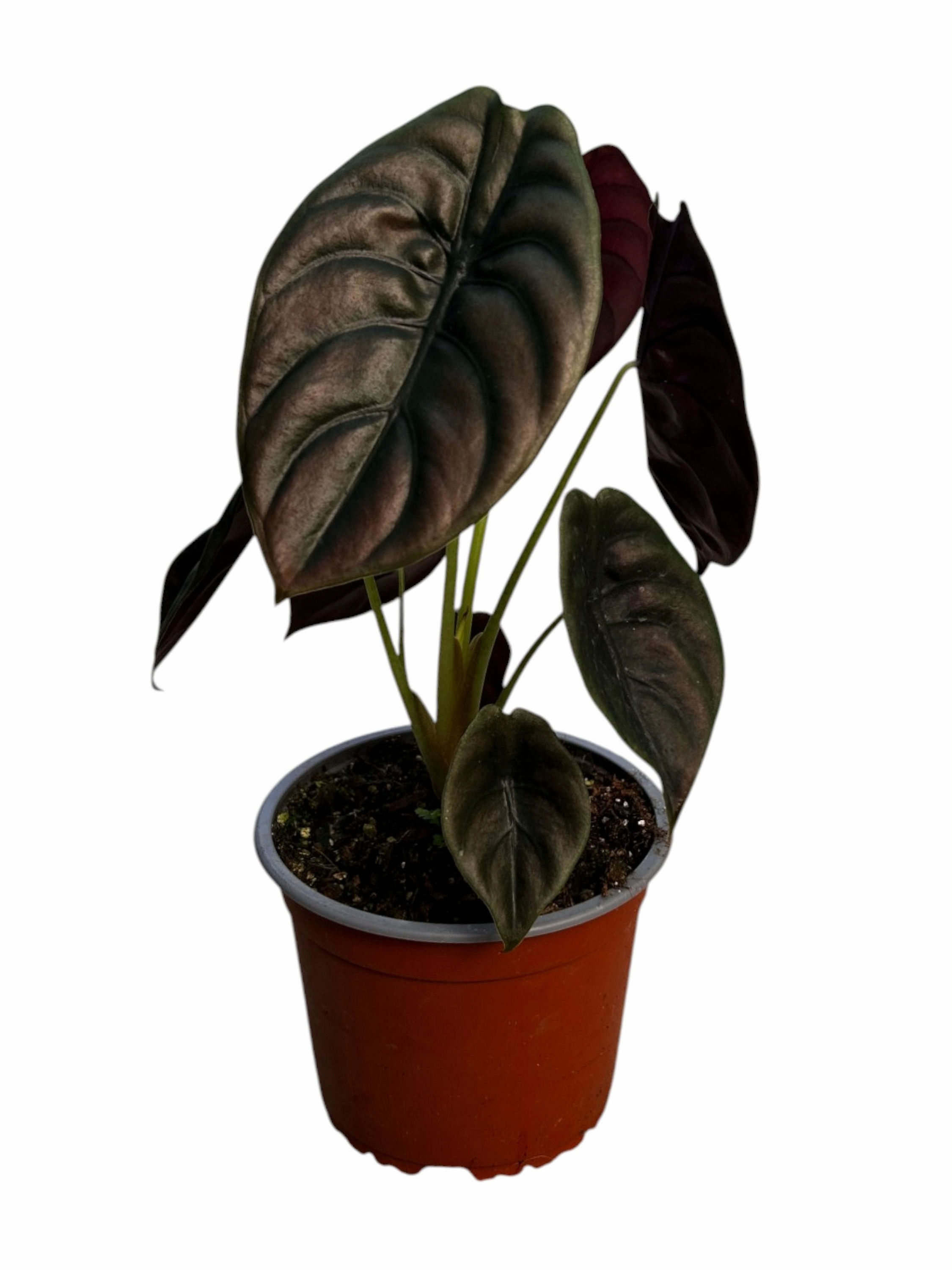 Alocasia Cuprea