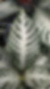 Aphelandra Blanca