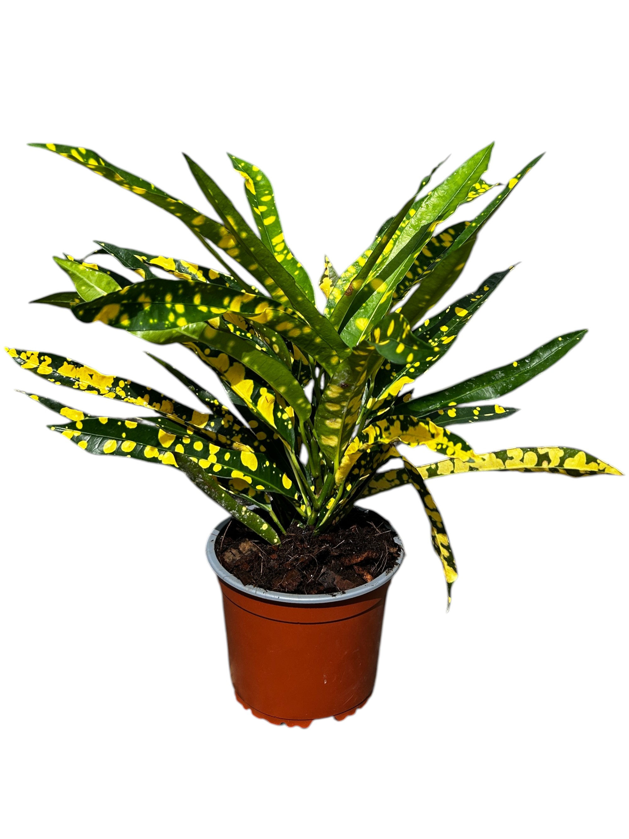 Croton Zanzibar Amarillo