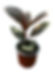 Ficus Ruby