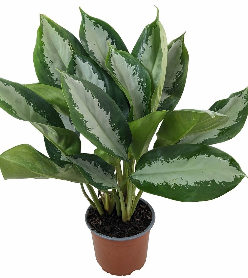 Aglaonema Moon Bay
