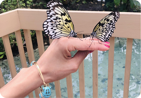 EXPERIENCES DREAMSCAPE WEBSITE (3).png