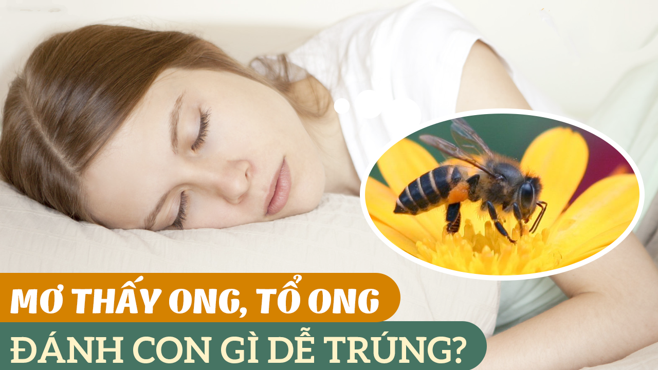 Mơ thấy tổ ong có tốt không? Tìm hiểu ý nghĩa giấc mơ thấy ong content media