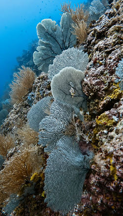 Arrecifes de Coiba