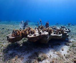 mesa de conservacion de coral