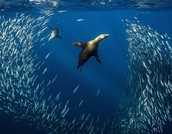mexico-marlin-run-sardine-run.jpg