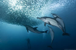 Sardine Run