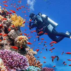 Arrecife de coral  - Mar Rojo