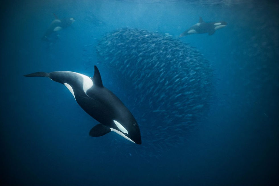 Orcas cazando arenque en los Fiordos Noruegos