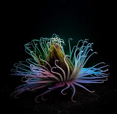 anemona de arrecife de coral.jpg