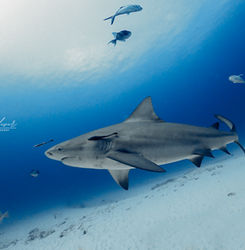 Tiburón Toro en Coiba