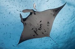 Manta oceanica.jfif