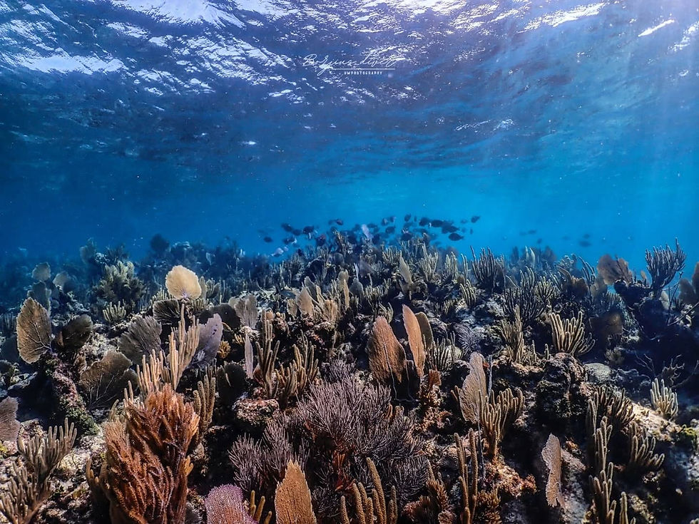 Miniatura: Curso Online Fotografía Submarina Nivel Inicial