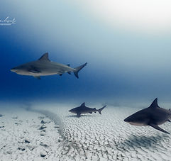 tiburon toro.jpg