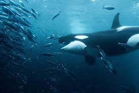 Orcas cazando arenques en los Fiordos Noruegos