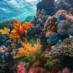 Arrecife de coral del Mar Rojo - Egipto