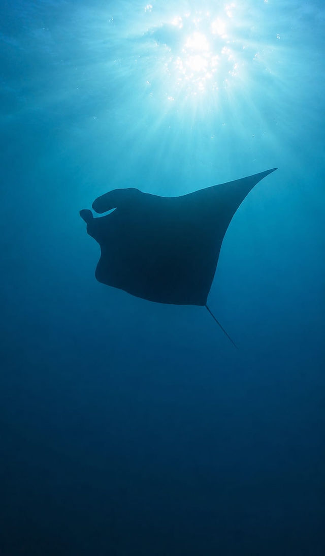 Manta oceanica en Coiba
