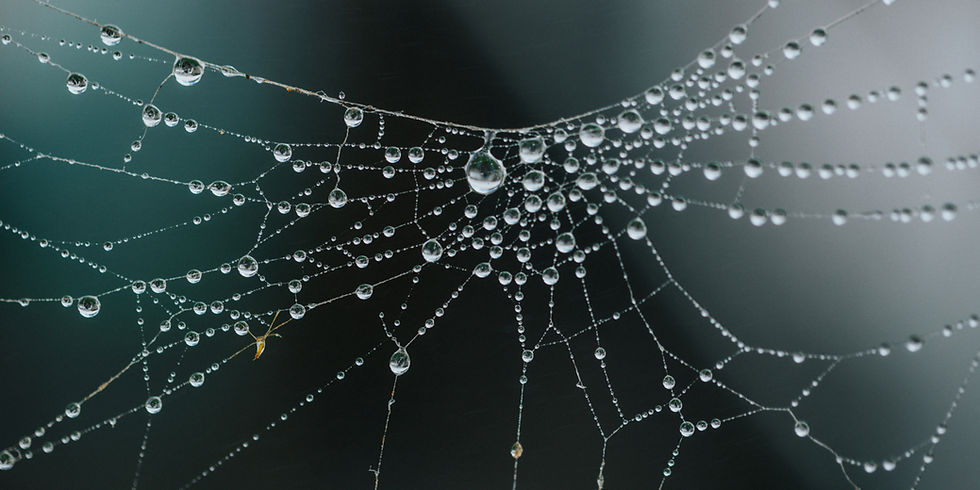 cobweb