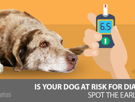 Treatment and Ongoing Care for Pets Newly Diagnosed with Diabetes