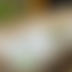 Come See Green Shield at a 2026 Home Show Near You!