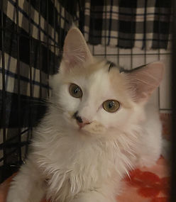 メイ（トライアル決定）