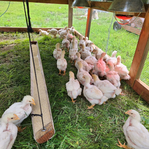 Pasture Raised Jumbo Cornish Cross Chickens Kuma Tako Ranch