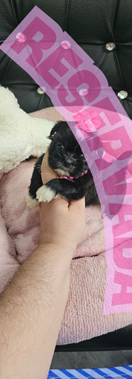 Filhote de Shih Tzu disponível para reserva no Canil Love Pet JoinvilleFilhote de Shih Tzu disponível para reserva no Canil Love Pet Joinville