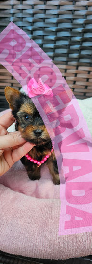 Filhote de Yorkshire Terrier disponível para venda no Canil Love Pet Joinville