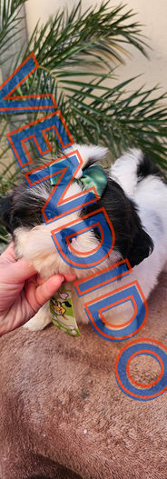 Filhote de Shih Tzu disponível para venda no Canil Love Pet Joinville