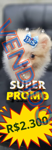 Filhote de Spitz Alemão disponível no Canil Love Pet Joinville