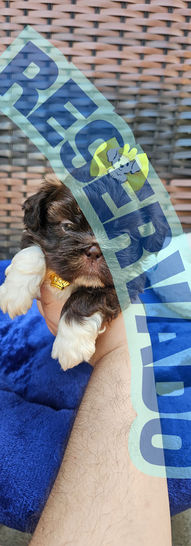 Filhote de Shih Tzu disponível para reserva no Canil Love Pet Joinville