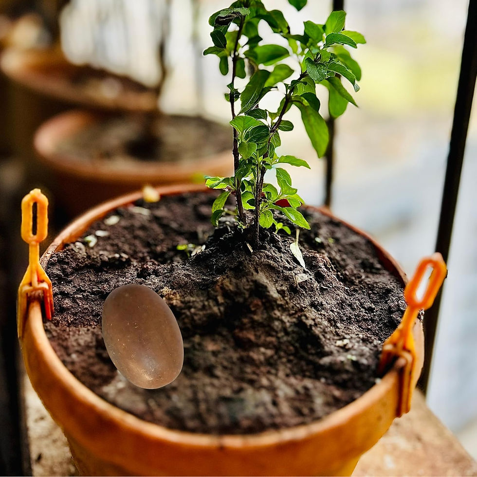 Thumbnail: Salvus APP SOLUTIONS Original Natural Narmadeshwar Shivling (2 inch Approx)