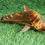 Thumbnail: Salvus App SOLUTIONS Wooden Handmade Movable Miniature Dolphin (8 * 33 cm)
