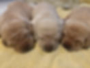 IMG_0806.jpeg