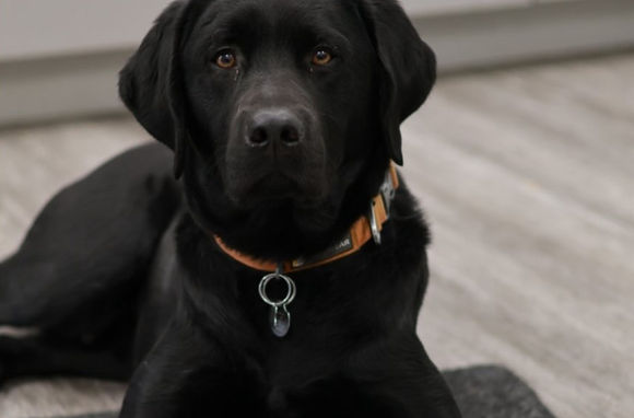 Chien labrador jaune regardant vers l’avant