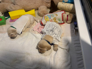 Three yellow Labrador puppies in whelping box with introduction to vest cloth on them