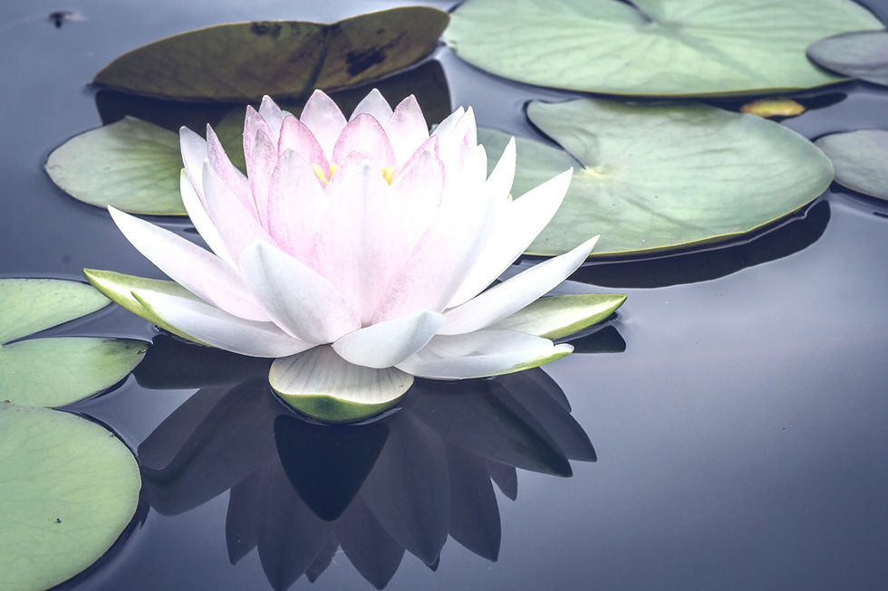 Water Lily_edited.jpg