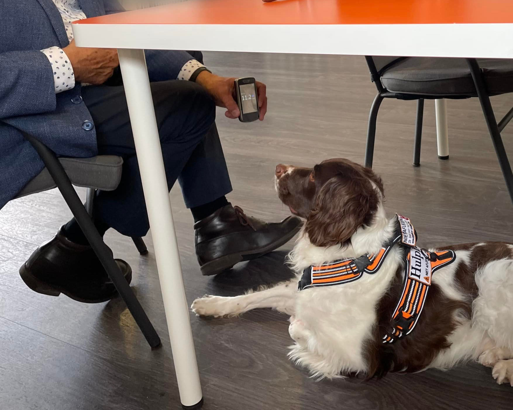 Diabetes detectie meldhond
