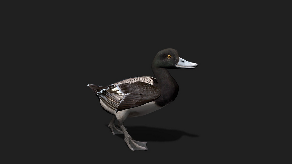 Realistic Duck 3D model with high-quality textures and animation for games and films