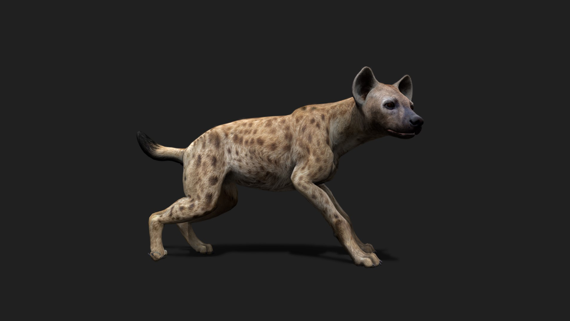 Realistic Hyena 3D model with high-quality textures and animation for games and films