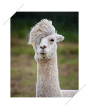 9月4日草尼马见面会 ~ Mayfield农场一日游